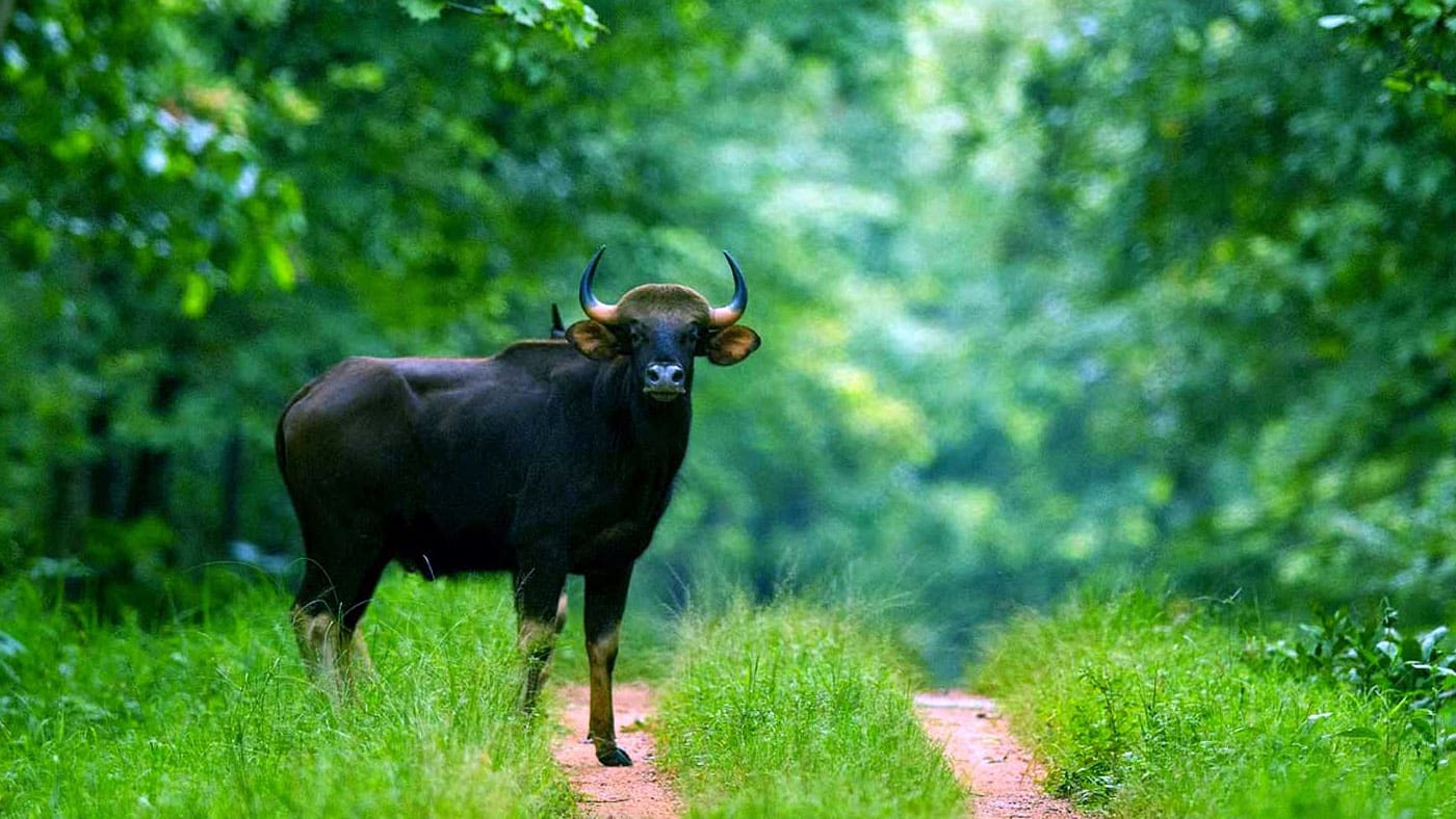 Barnawapara Wildlife Sanctuary