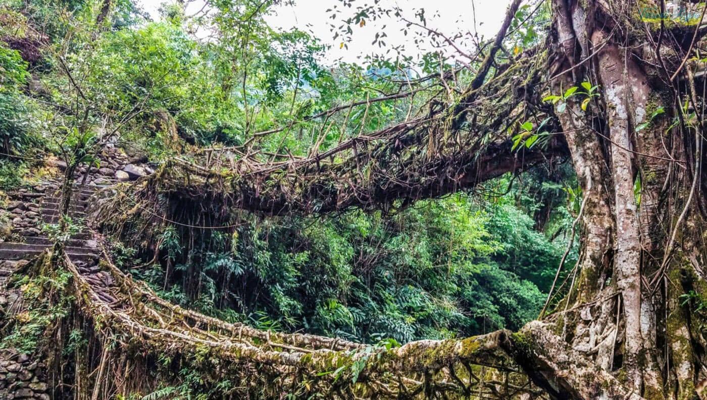 Double Decker Living Root Bridge, Meghalaya