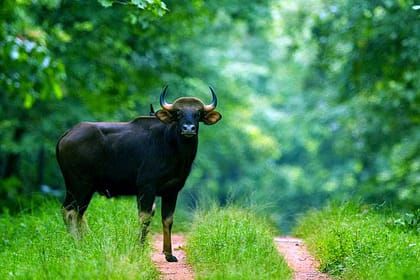 Barnawapara Wildlife Sanctuary