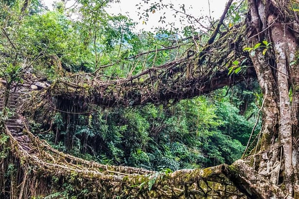 Double Decker Living Root Bridge, Meghalaya